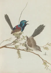 自然の歴史を持つニューサウスウェールズ州の鳥。ルーイン、ジョン。彼らと一緒にニューサウスウェールズの鳥...